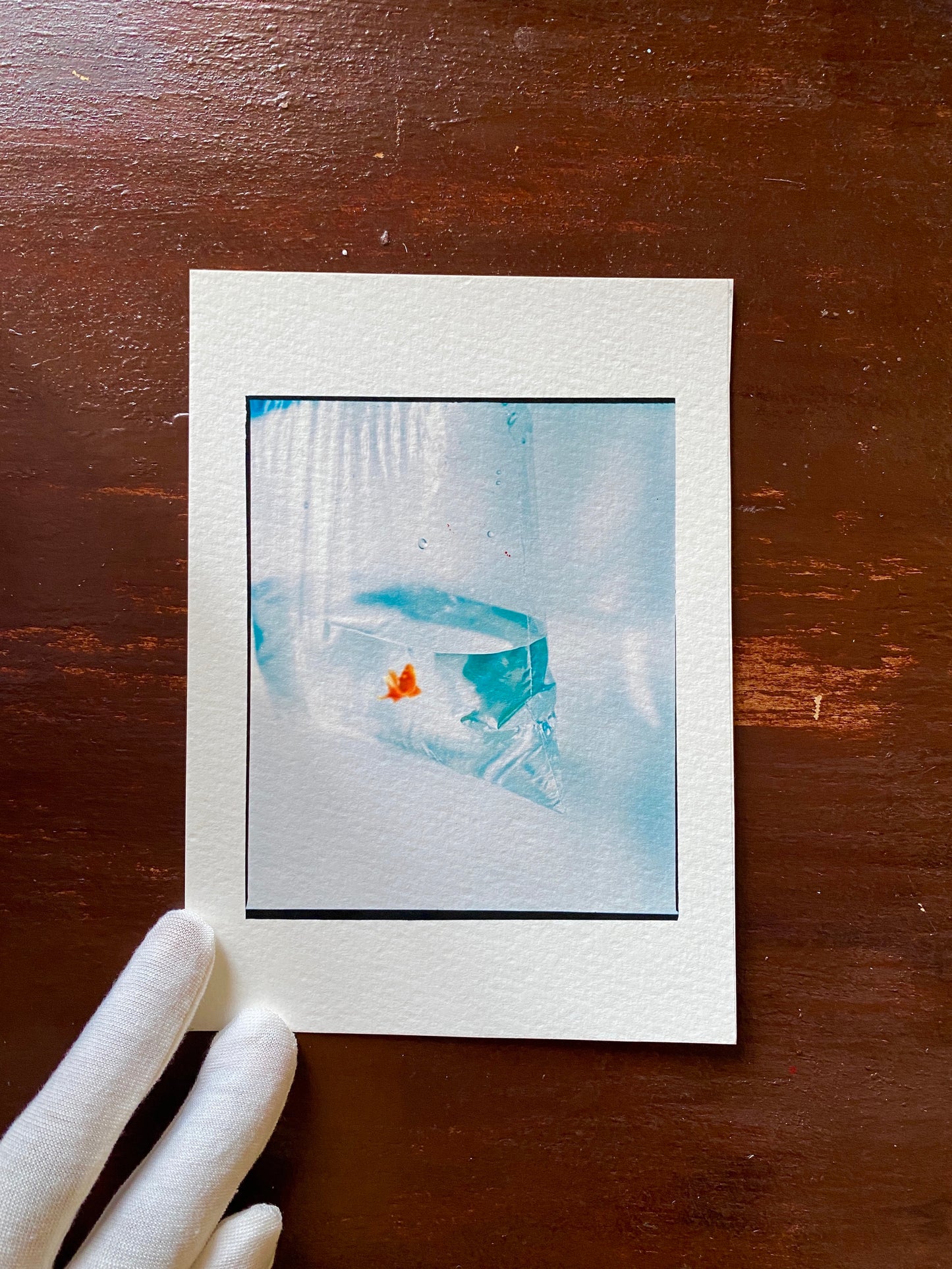 Poisson Rouge [Secret Garden] - 5 x 7 Cotton Print