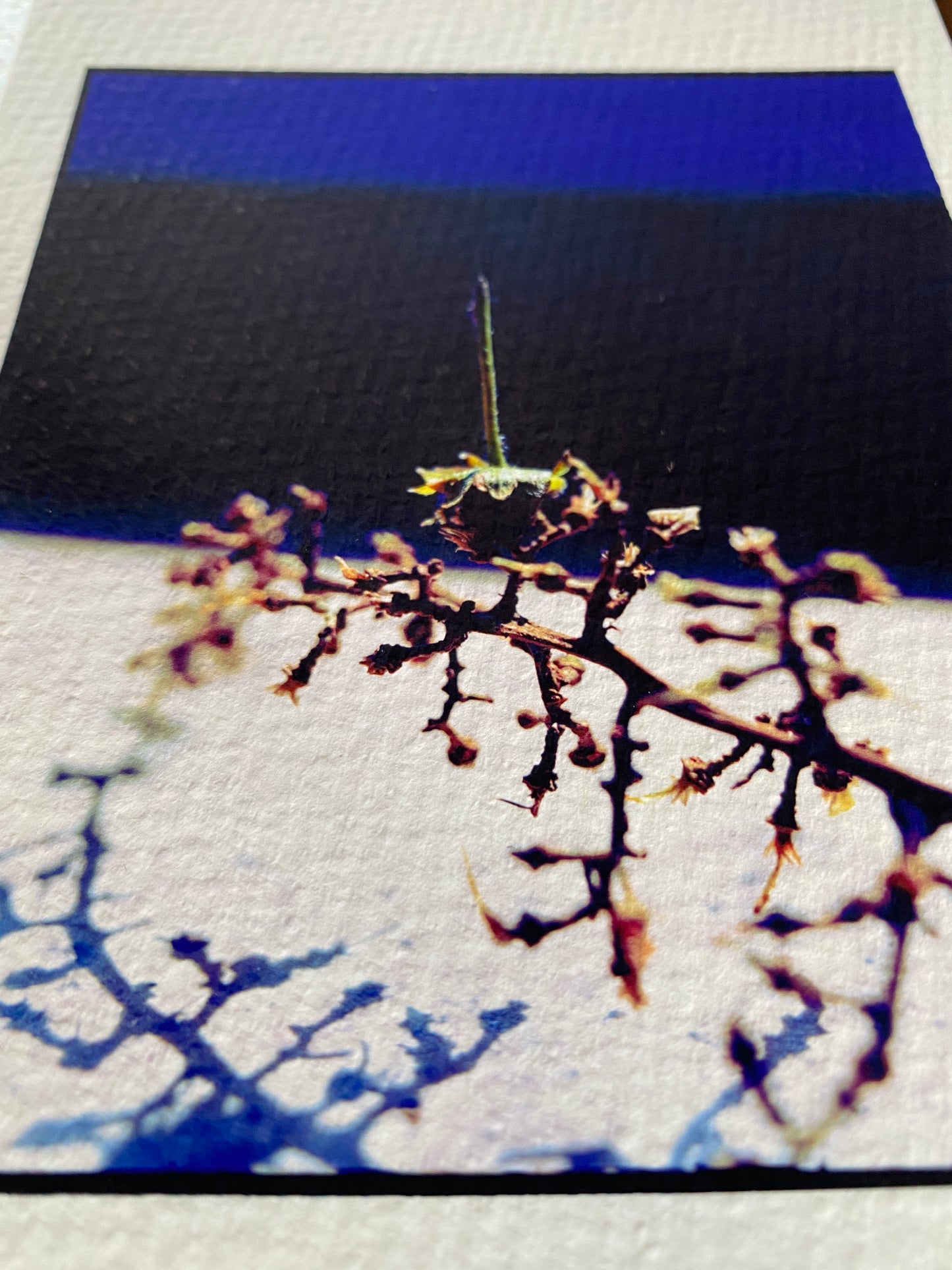 Squelette - 5 x 7 Cotton Print