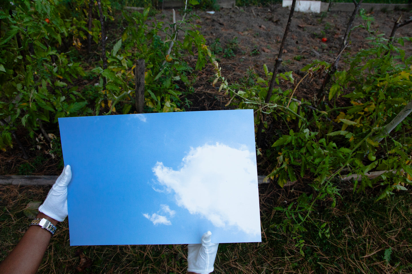 Firmament 04 [Daydream] - 19 x 13 Cotton Print