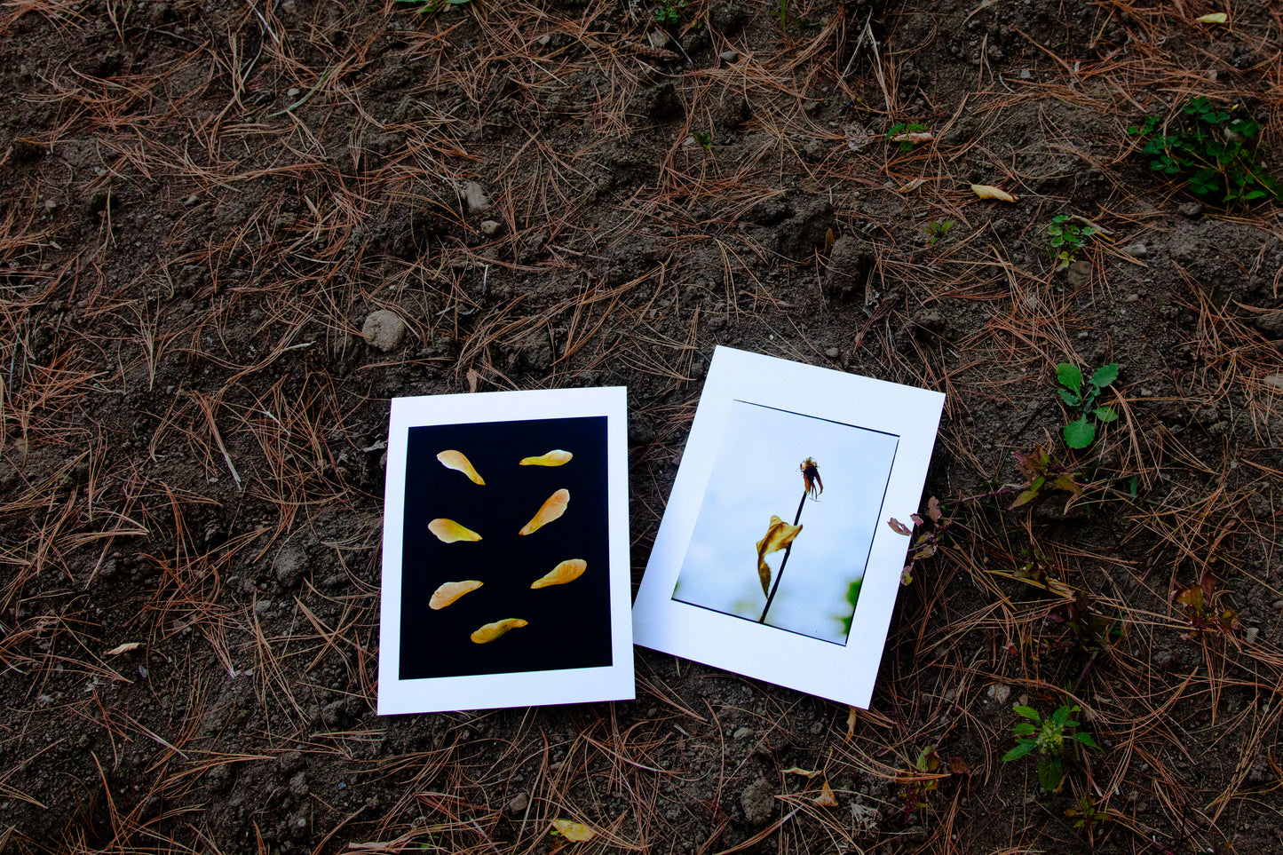 7 + Espoir Diptic [Dans Mon Jardin] - 8.5 x 11 Matte Print