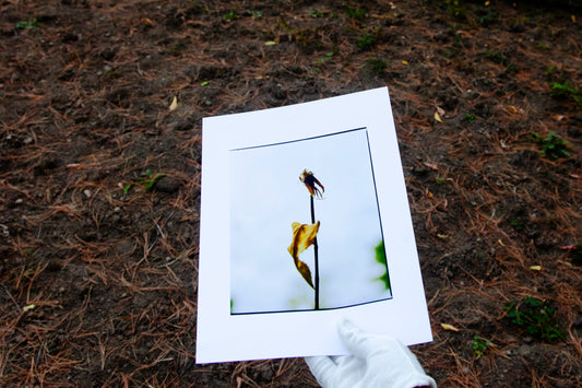 Espoir [Dans Mon Jardin] - 8.5 x 11 Matte Print