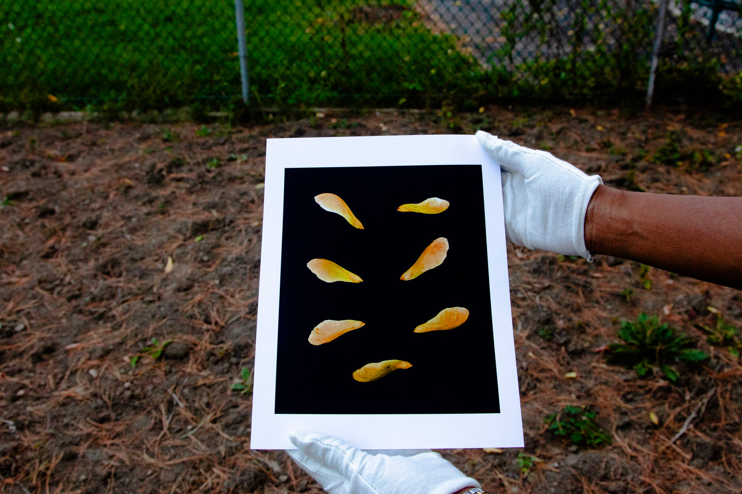 7 [Dans Mon Jardin] - 8.5 x 11 Matte Print