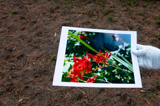 Rouge [Dans Mon Jardin] - 11 x 8.5 Matte Print