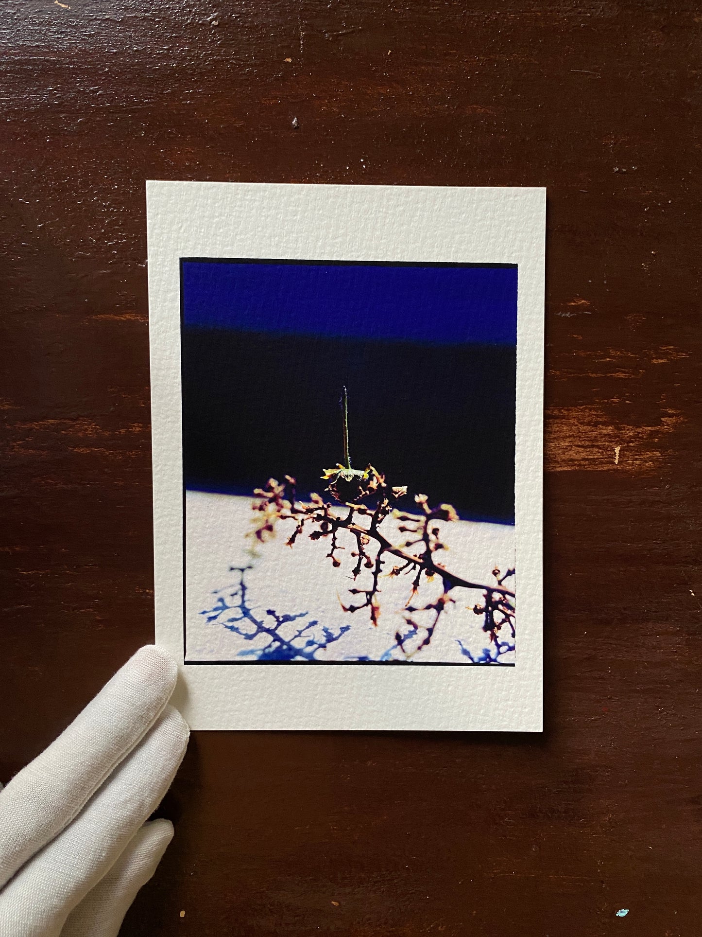 Squelette - 5 x 7 Cotton Print